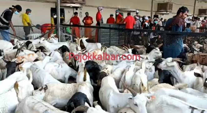 
 Ribuan kambing di pasar Kakiyah Makkah yang akan disembelih untuk membayar Dam